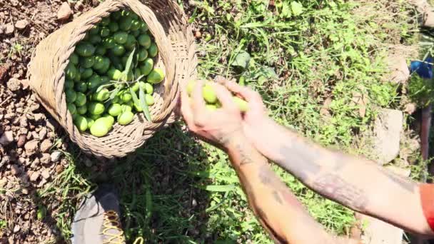 Cosechando Aceitunas Para Producción Olivos Cultivados Para Aceite Oliva — Vídeos de Stock