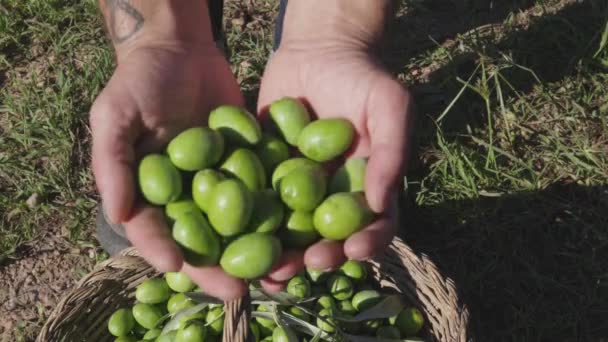 Slow Motion Hands Farmer Showing Freshly Picked Olives Day Harvest — Stock Video