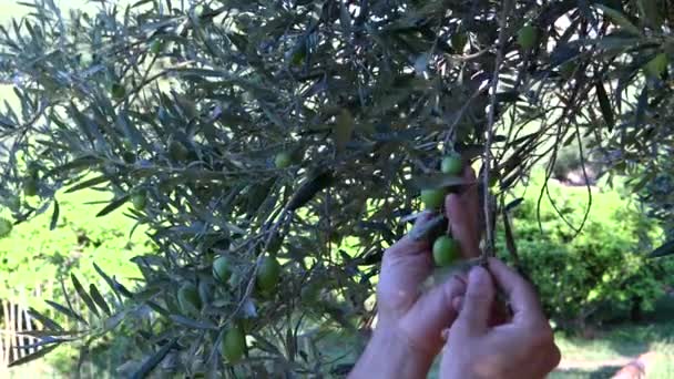 Mann Aus Nächster Nähe Pflückt Oliven Mit Der Hand — Stockvideo