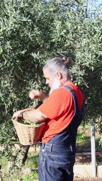 一人でオリーブを拾うバスケットを持っている大人の男 農業ビジネスコンセプト バーティカルビデオ — ストック動画