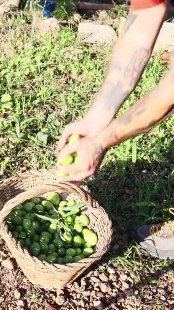 Primo Piano Piccolo Agricoltore Che Raccoglie Olive Tempo Preparazione Del — Video Stock