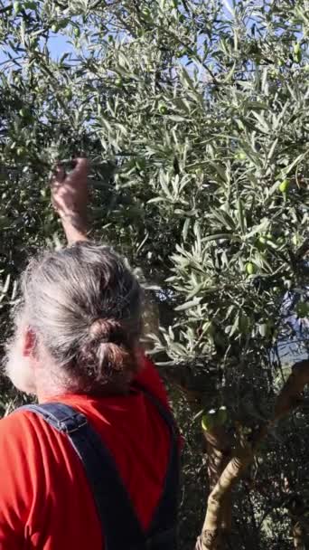 수염을 남자는 올리브 나무에서 올리브를 수집합니다 비디오 — 비디오