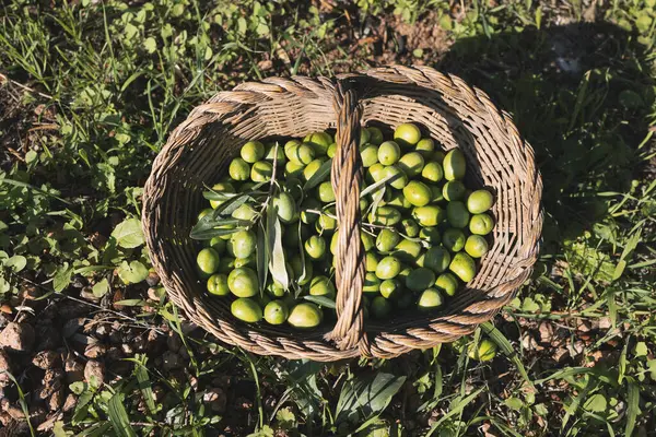 Basket with fresh picked raw green olives and leaves close up