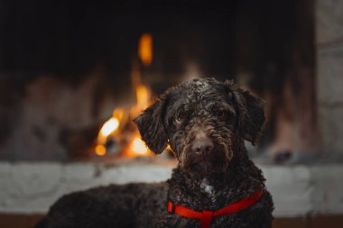 Güzel köpek şöminenin önünde yatıyor. İzole edilmiş resim