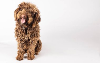Beyaz bir zemin üzerinde kıvırcık saçlı Türk Endülüs köpeği metin için yer var