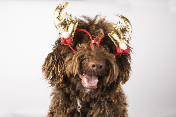 Closeup of a dog wearing Christmas glasses on white background with space for text