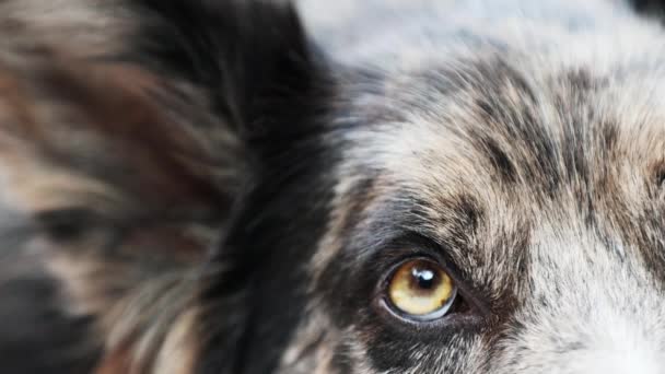 犬の目を閉じる 国境のコリー シープドッグの黄色い目 — ストック動画