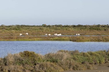 Ebro Delta Doğal Parkı, Tarragona, Katalonya, İspanya 'da flamingolar. Metin için alanı kopyala
