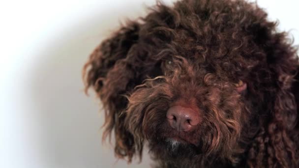 Menutup Wajah Anjing Air Spanyol Coklat Pada Latar Belakang Putih — Stok Video