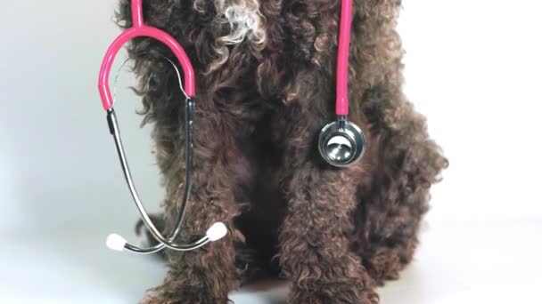 Nahaufnahme Der Pfoten Eines Hundes Mit Einem Stethoskop Auf Weißem — Stockvideo