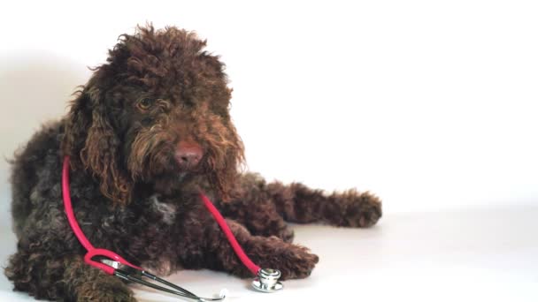 Anjing Air Dengan Stetoskop Pada Latar Belakang Putih — Stok Video