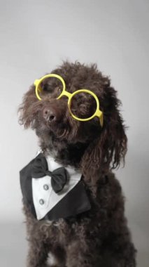 Akıllı kahverengi su köpeği beyaz arka planda sarı yuvarlak gözlük takar. Dikey video