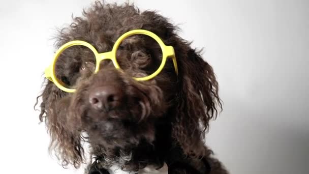 スマートな茶色の水犬は白い背景の黄色い丸い眼鏡を身に着けています — ストック動画