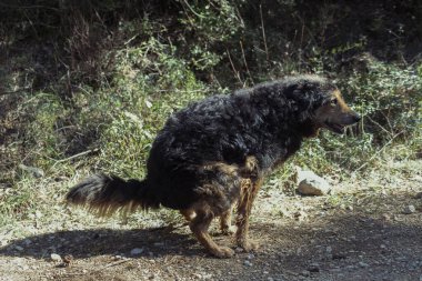 Gün boyunca dağlara kakasını yapan bir köpek..