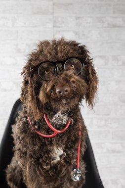 Gözlüklü ve steteskoplu bir sandalyede oturan bir su köpeğinin dikey portresi.. 