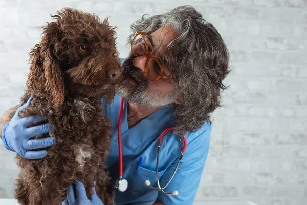 Veteriner doktor ve köpek veteriner ofisinde. İlaç, hayvan bakımı, sağlık sigortası. Veteriner bakımı. Veterinerlik hekimliği kavramı.