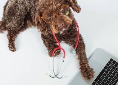 Gözlüklü ve steteskoplu bir köpek beyaz bir arka planda dizüstü bilgisayarın önünde. Hayvan sağlığı kavramı..