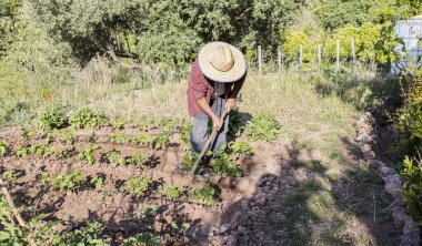 Çiftçiler ellerinde aletlerle bahçede toprak işliyorlar. Toprak yumuşaması. Tarım kavramı