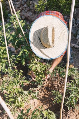Sebze bahçesinde yeşil domatesleri kontrol eden bir adam var.