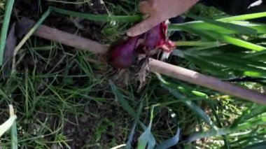 Tarladan taze soğan toplayan bir çiftçi.