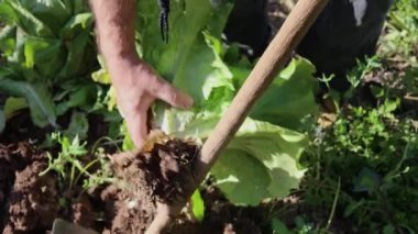 Organik sebzeler. Çiftçi eli taze salata topluyor. .