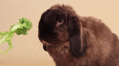 Bir tavşan yapraklı yeşil bir sebze yiyor. Tavşan kameraya bakıyor. Tavşan küçük ve tüylü.