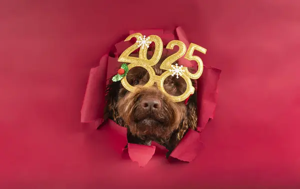 Kırmızı arka planda koşan neşeli 2025 bardaklı şirin bir spanyel. Mutlu yıllar.