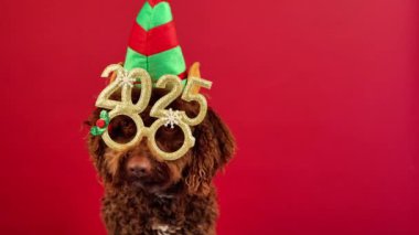 2025 gözlüklü komik su köpeği kırmızı arka planda dikiliyor. Mutlu yıllar.