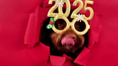 2025 model şenlikli, kırmızı arka planda gözetleyen şirin bir spanyel. Mutlu yıllar.