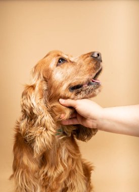 Sahibi tarafından sevilen İspanyol Cocker Spaniel köpeği portresi.