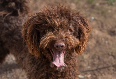 A brown dog with a big smile on its face. The dog has a tongue sticking out and is looking at the camera clipart