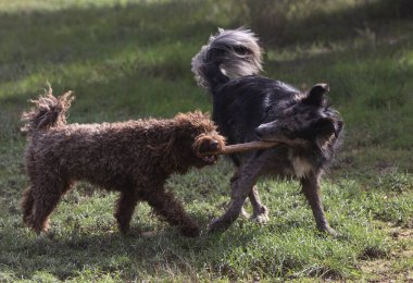 Çimenli bir arazide sopayla oynayan iki köpek. Biri kahverengi, diğeri siyah.