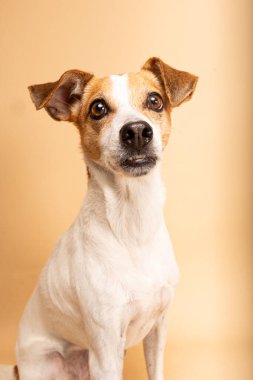Stüdyonun arka planında şirin bir Jack Russell köpeğinin portresi.
