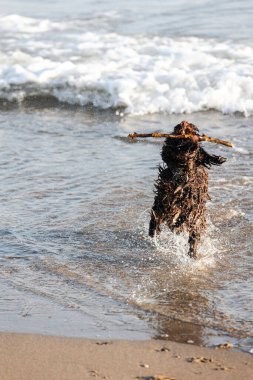 Kumsalda elinde sopayla koşan ıslak bir köpek.