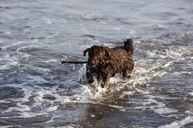 Kumsalda koşan kahverengi köpek ağzında bir sopa taşıyor.