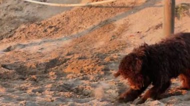 Kumsalda coşkuyla kazan kahverengi köpek.