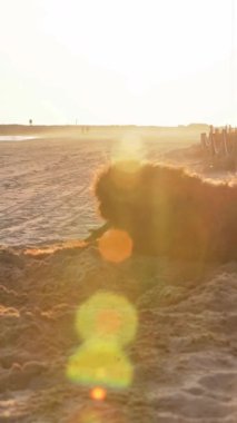 Güneşli sahilde gün batımında kum kazan neşeli köpek.