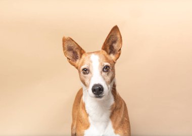 Podenco köpeği bej arka planda poz veriyor: evlat edinme kavramı