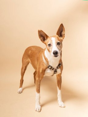 Podenco köpeği bej arka planda durup evlat edinilmek için poz veriyor