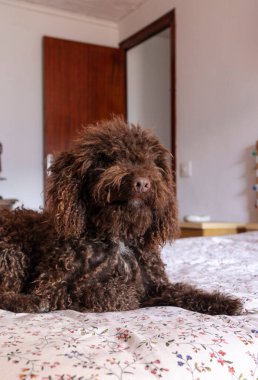 Sevimli İspanyol su köpeği çiçek desenli yatak örtüsüyle rahat bir yatakta dinleniyor, rahat bir yatak odası ortamında huzurlu bir anın tadını çıkarıyor.