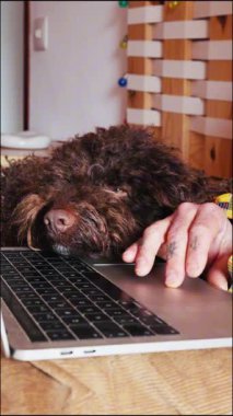 Kahverengi lagotto romagnolo köpeği dizüstü bilgisayarın klavyesinde uyurken sahibi onu yazıp okşuyor.