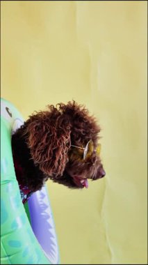 Kahverengi kaniş köpeği güneş gözlüğü takıyor ve şişirilebilir yüzük sarı arka planda sabun köpükleri tarafından sıçratılıyor.