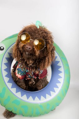 Güneş gözlüğü takan komik İspanyol su köpeği ve şişme yüzüklü Hawaii gömleği yaz tatiline hazır.