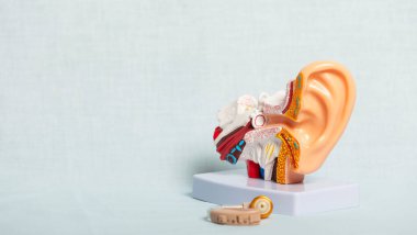 İşitme kaybı tedavisini ve kulak işlevini gösteren işitme cihazı ile iç kulak yapısının plastik anatomik modeli
