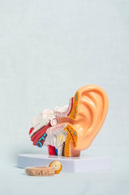 İnsan kulağının iç kulak yapısını gösteren plastik anatomik modeli, işitme cihazıyla birlikte, işitme kaybı tedavisi kavramını ortaya koyuyor.