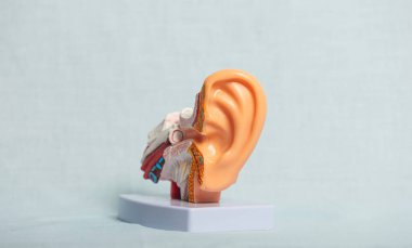 Eğitim amaçlı iç kulak yapısını gösteren insan kulağının plastik anatomik modeli