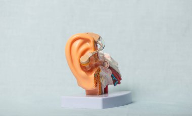 Kulağa monte edilmiş modern işitme cihazını gösteren anatomik modelin yakın çekimi, iç kulak yapısını ve işitme kaybına yardımcı olan teknolojiyi vurguluyor