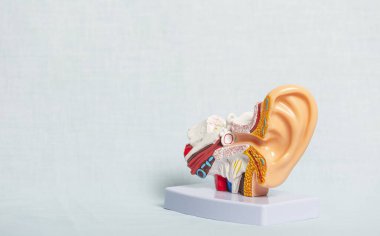 Eğitim amaçlı iç kulak yapısını gösteren insan kulağının plastik anatomik modeli