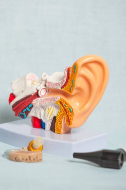 İşitme cihazı ve otoskop ile gösterilen iç kulak yapısının plastik anatomik modeli işitme kaybı tedavisini gösteriyor