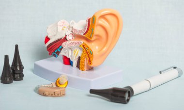 İşitme cihazı ve otoskopla insan kulağının anatomik modeli, işitme ve işitme duyusunun önemini gösteriyor.
